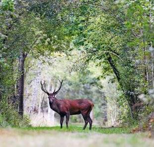 Le Chasseur Français 1546 Cerfs et chevreuils bientôt classés « nuisibles » ?