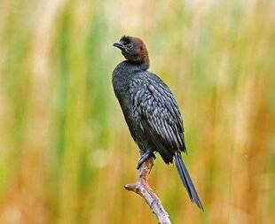 Le Chasseur Français 1546 Un nouvel oiseau nicheur en France