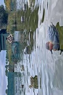 Le Chasseur Français 1546 La magie des blettes ou l'art de faire venir…