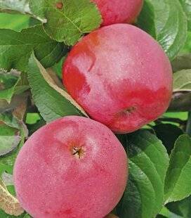 Le Chasseur Français 1546 Des pommiers moins sensibles aux parasites