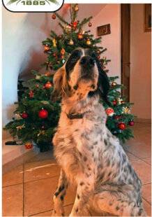 Le Chasseur Français 1546 Joyeux Noël !