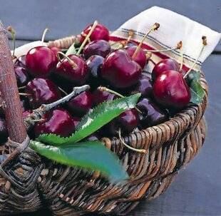 Le Chasseur Français 1546 Des cerises plus saines