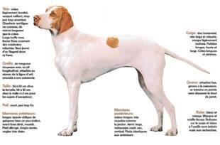 Le Chasseur Français 1546 Le braque saint-germain