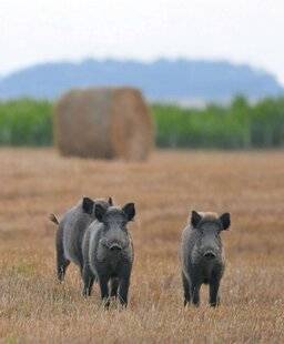 Le Chasseur Français 1546 Dégâts de grand gibier : le difficile partage de la facture