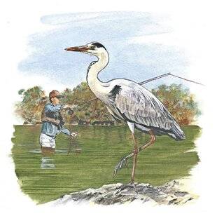 Le Chasseur Français 1546 Le héron cendré (Ardea cinerea)