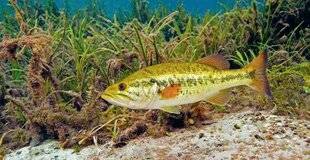 Le Chasseur Français 1546 Le black-bass construit un nid…