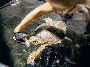 Le Chasseur Français 1546 Un miracle amené à se reproduire