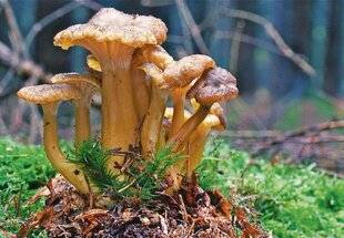 Le Chasseur Français 1546 La chanterelle en tube