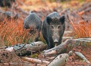Le Chasseur Français 1547 Prélèvements 2024-2025 : nouveau record en sangliers