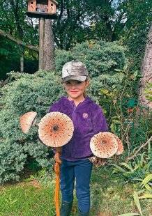 Le Chasseur Français 1547 Superbes lépiotes ma p'tiote !