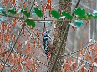 Le Chasseur Français 1547 Pic qui tape tape tape… c'est sa façon de manger