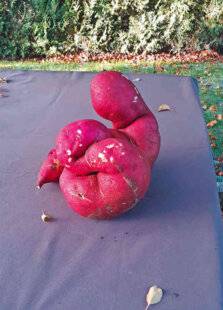 Le Chasseur Français 1547 Hulk rose au potager