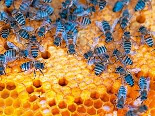 Le Chasseur Français 1547 Une année avec le Chasseur français