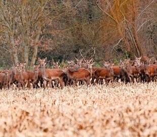 Le Chasseur Français 1547 Cervidés : retrouver l'équilibre