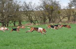 Le Chasseur Français 1547 Arrêter les chiens dans la battue