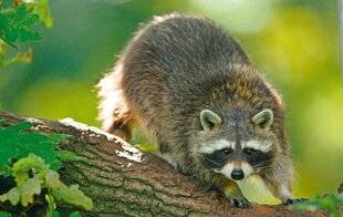 Le Chasseur Français 1547 Le raton laveur, un invité mignon mais encombrant