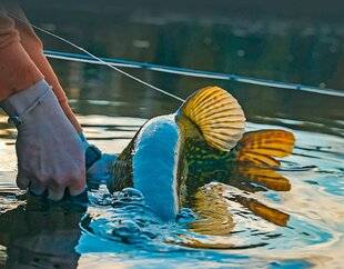 Le Chasseur Français 1547 Pour une fermeture réussie