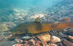 Le Chasseur Français 1547 Il faut sauver la reine du Doubs