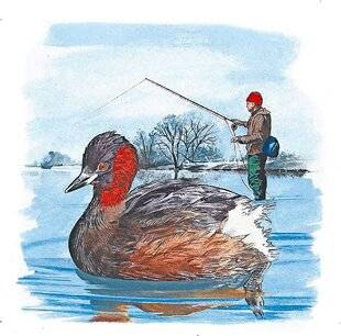 Le Chasseur Français 1547 Le grèbe castagneux (Tachybaptus ruficollis)