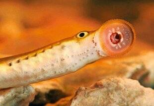 Le Chasseur Français 1547 Vrai ou faux ?