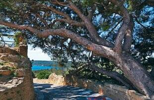 Le Chasseur Français 1547 Le pin d'Alep de Miramas-le-Vieux