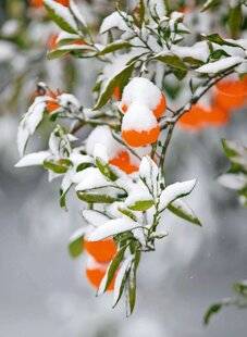 Le Chasseur Français 1547 Des agrumes parés contre le froid