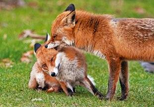 Le Chasseur Français 1548 Baiser sauvage