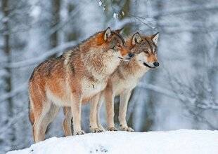Le Chasseur Français 1548 Tirs du loup simplifiés