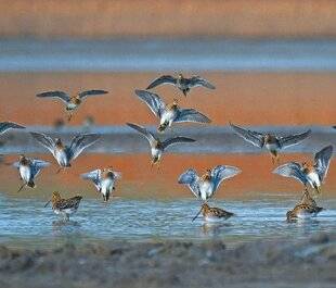 Le Chasseur Français 1548 Bécassines et anti-chasse
