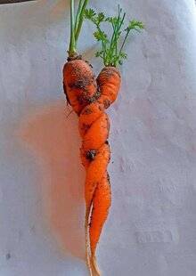 Le Chasseur Français 1548 Saint-Valentin