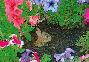 Le Chasseur Français 1548 Bain inattendu…