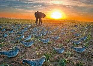 Le Chasseur Français 1548 Pluviers dorés de Beauce