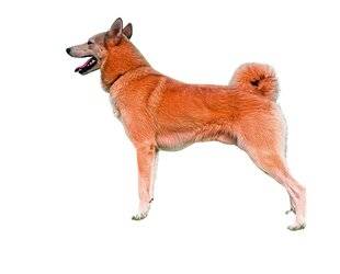 Le Chasseur Français 1548 Le laïka de Sibérie occidentale