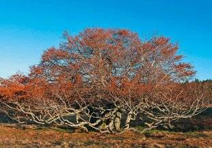 Le Chasseur Français 1548 Les hêtres tordus du col du Béal