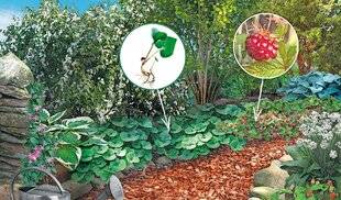 Le Chasseur Français 1548 Des couvre-sol méconnus et comestibles