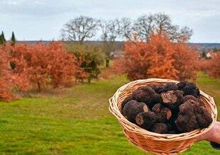 Le Chasseur Français 1548 La truffe de Touraine, une pépite noire