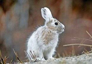 Le Chasseur Français 1549 Deux nouvelles espèces classées EEE