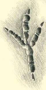 Le Chasseur Français 1549 À qui appartient cette empreinte ?