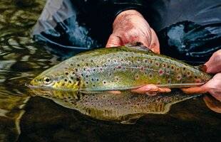 Le Chasseur Français 1549 Coup de cuiller à la béarnaise