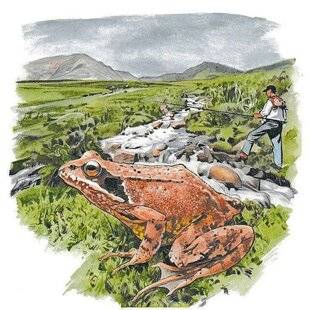 Le Chasseur Français 1549 La grenouille rousse : en plein frai