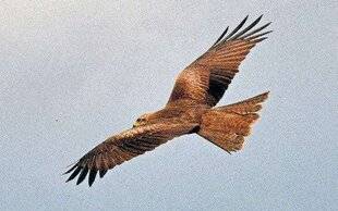 Le Chasseur Français 1549 Le milan noir mange des poissons.