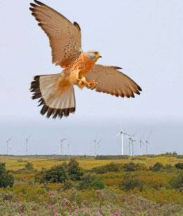Le Chasseur Français 1549 Faucon contre géants