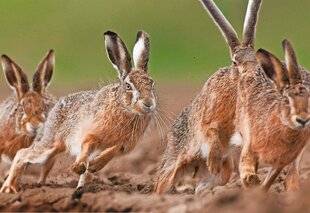Le Chasseur Français 1549 La débandade !