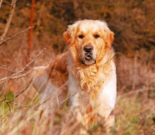 Le Chasseur Français 1549 Quel est le chien préféré des Français ?