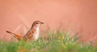 Le Chasseur Français 1549 Pesticides et pénurie d'oiseaux