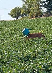 Le Chasseur Français 1549 Allô ! ?