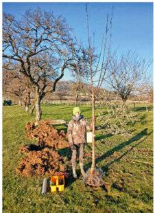 Le Chasseur Français 1549 Pomme de reinette et pomme d'a…venir