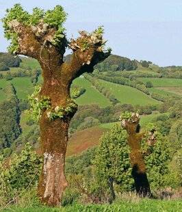 Le Chasseur Français 1549 Les frênes d'alignement de l'Aubrac
