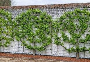 Le Chasseur Français 1549 La conduite murale des fruitiers