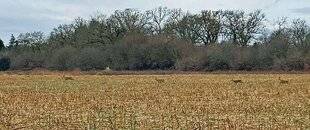 Le Chasseur Français 1549 Approche hivernale du chevreuil